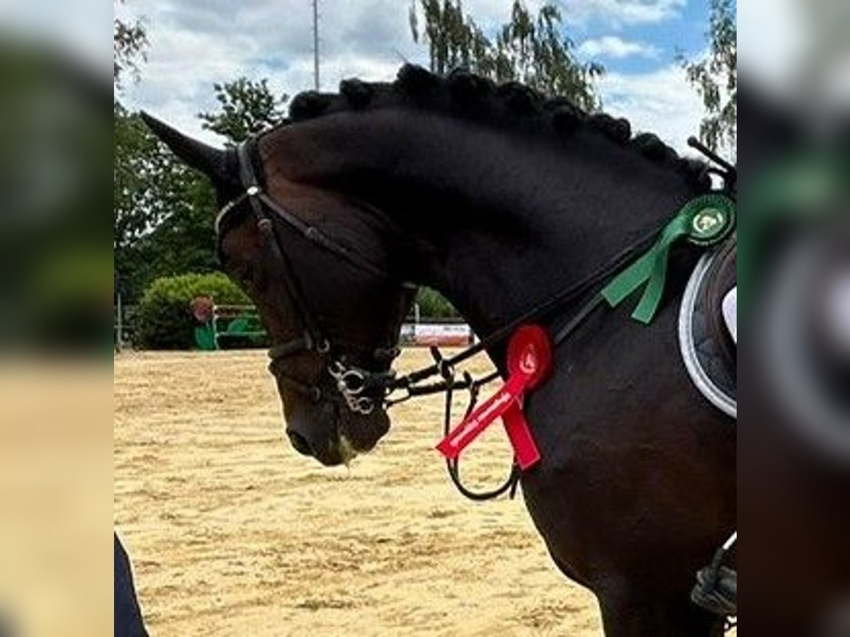 Caballo de deporte alemán Semental 6 años 169 cm Castaño in Olfen