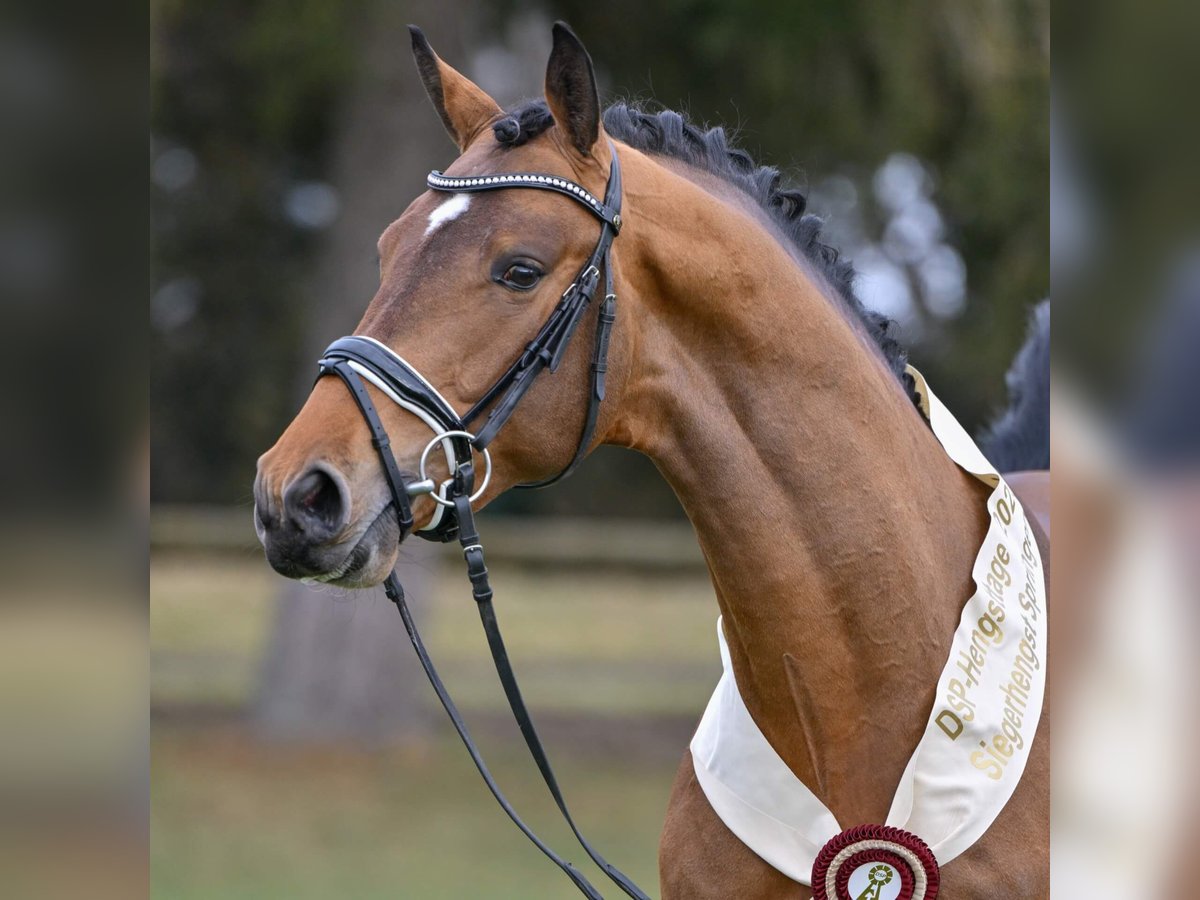 Caballo de deporte alemán Semental Castaño in Pfarrkirchen