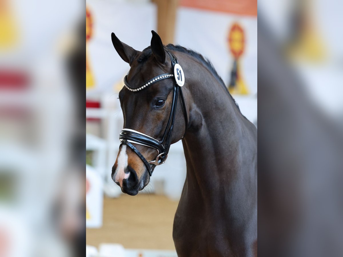 Caballo de deporte alemán Semental Castaño oscuro in Lemwerder