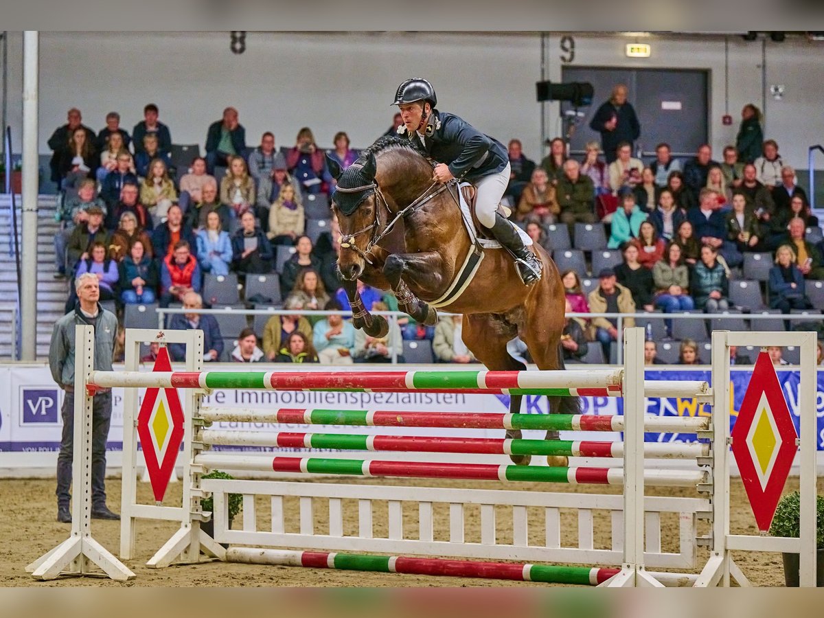 Caballo de deporte alemán Semental Castaño oscuro in Adelheidsdorf