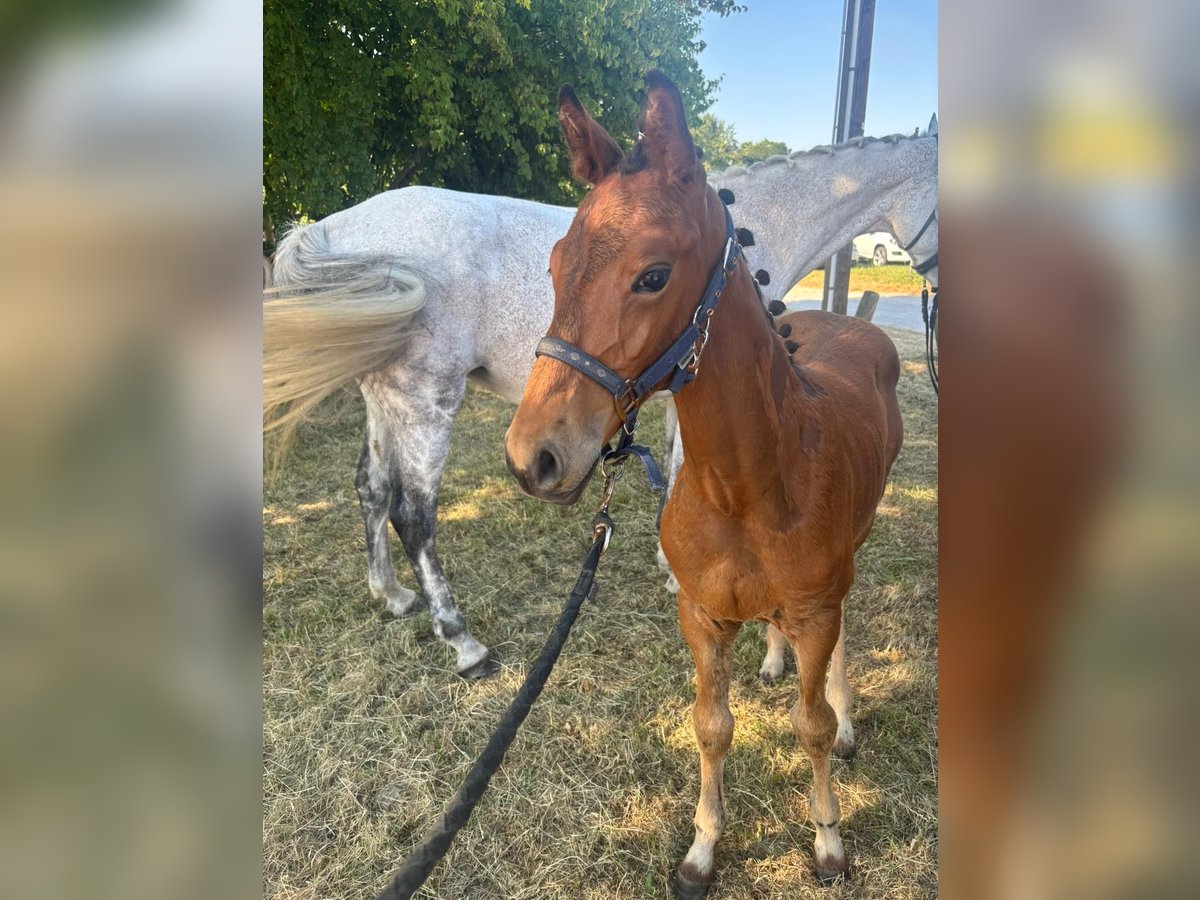 Caballo de deporte alemán Semental  125 cm Castaño in Erkenbrechtsweiler