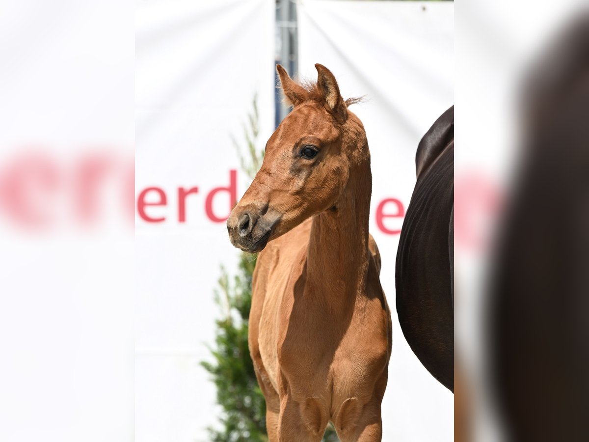Caballo de deporte alemán Semental  168 cm Alazán in Ehingen an der Donau
