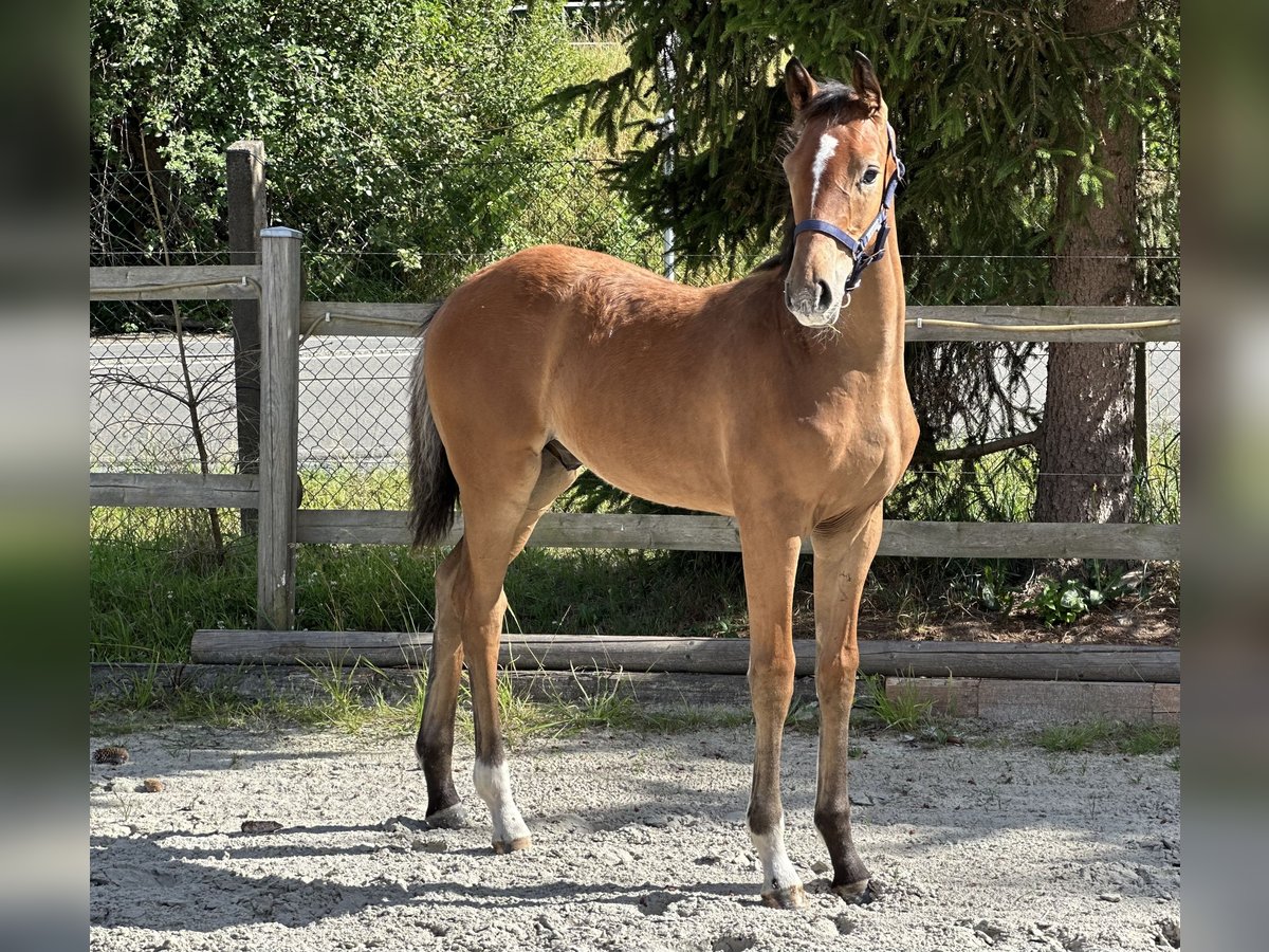 Caballo de deporte alemán Semental Potro (03/2024) 168 cm Castaño in Wünschendorf