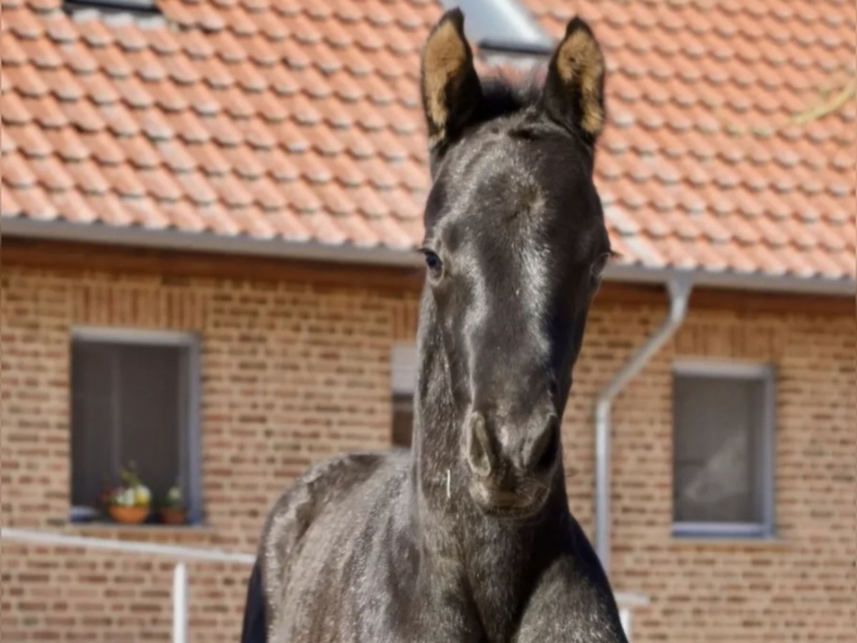 Caballo de deporte alemán Semental  168 cm Negro in Aland