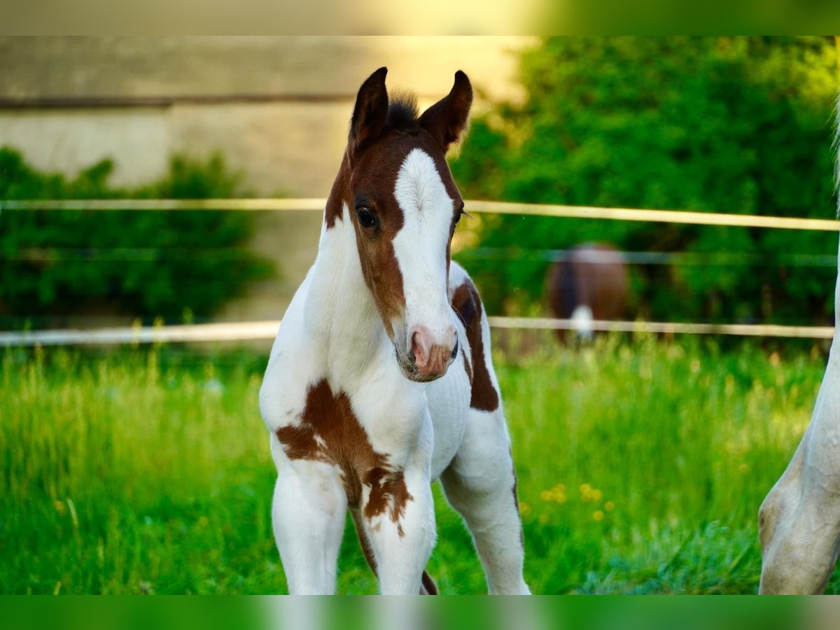 Caballo de deporte alemán Semental  168 cm Pío in Sommersdorf