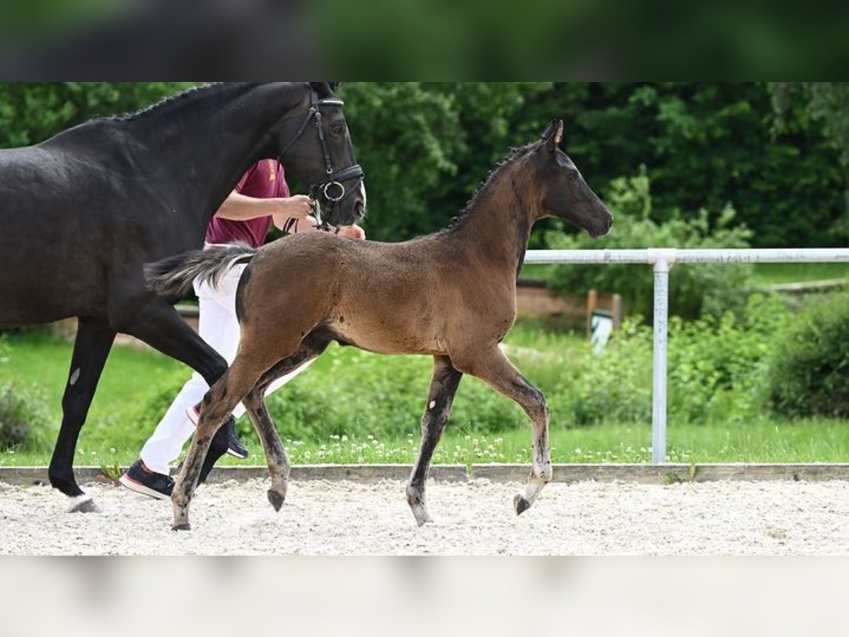 Caballo de deporte alemán Semental Potro (05/2024) 169 cm Morcillo in Gerolfingen