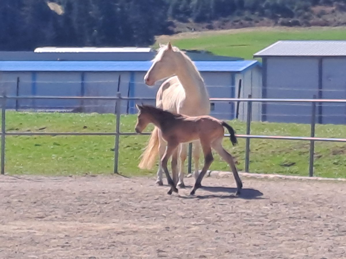 Caballo de deporte alemán Semental  170 cm Buckskin/Bayo in Stiefenhofen