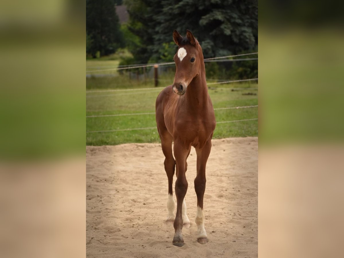 Caballo de deporte alemán Semental Potro (05/2024) 170 cm Castaño in Schönau-Berzdorf