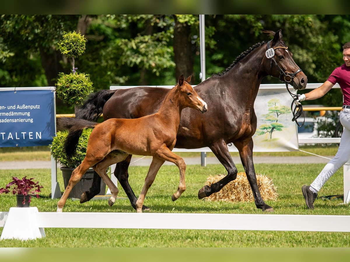 Caballo de deporte alemán Semental Potro (05/2024) 170 cm Castaño in Zahna-Elster