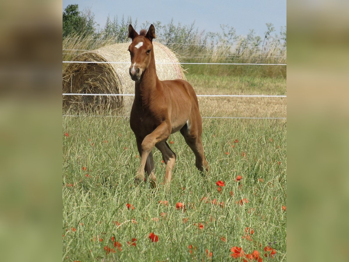 Caballo de deporte alemán Semental  170 cm Castaño in Querfurt