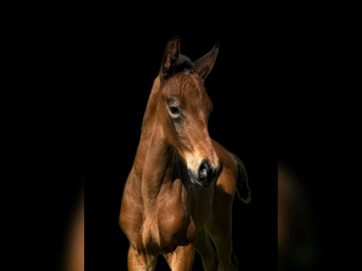 Caballo de deporte alemán Semental Potro (04/2024) 170 cm Castaño in Kurtscheid