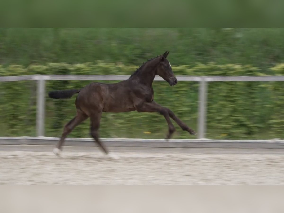 Caballo de deporte alemán Semental Potro (04/2024) 170 cm Castaño oscuro in Belgern