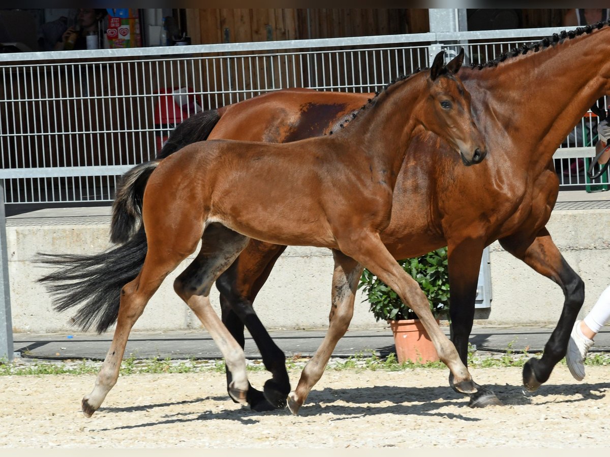 Caballo de deporte alemán Semental Potro (05/2024) 170 cm Castaño oscuro in Königsmoos