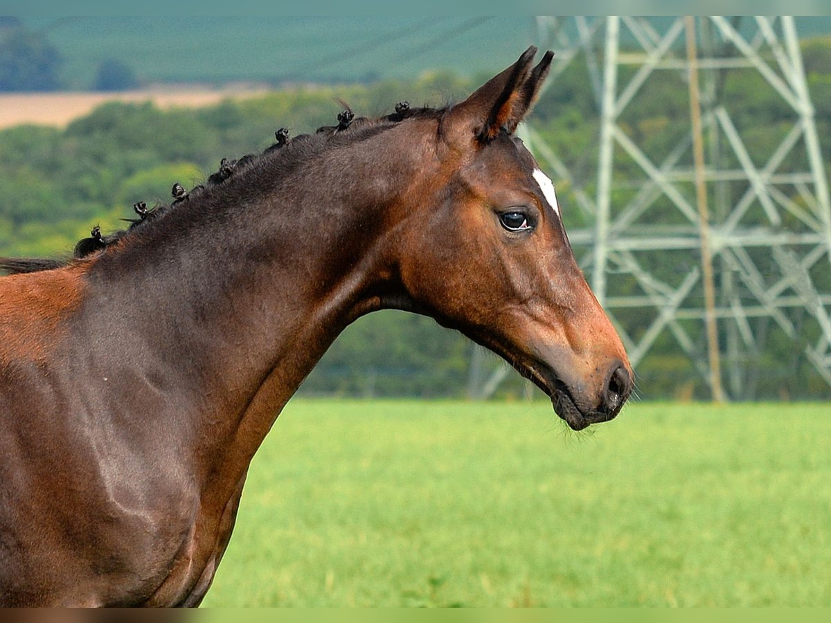 Caballo de deporte alemán Semental Potro (04/2025) 170 cm Castaño oscuro in Dornburg-Camburg