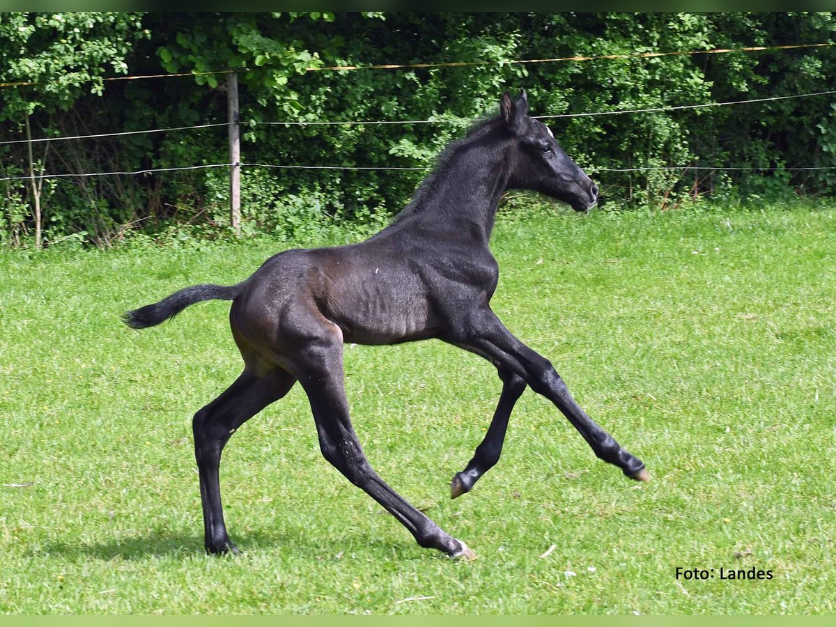 Caballo de deporte alemán Semental Potro (05/2024) 170 cm Musgo in Ingolstadt