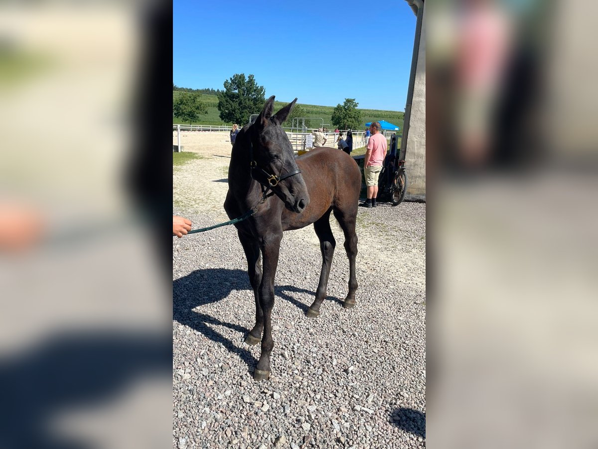 Caballo de deporte alemán Semental Potro (04/2024) 170 cm Musgo in Wolfsegg