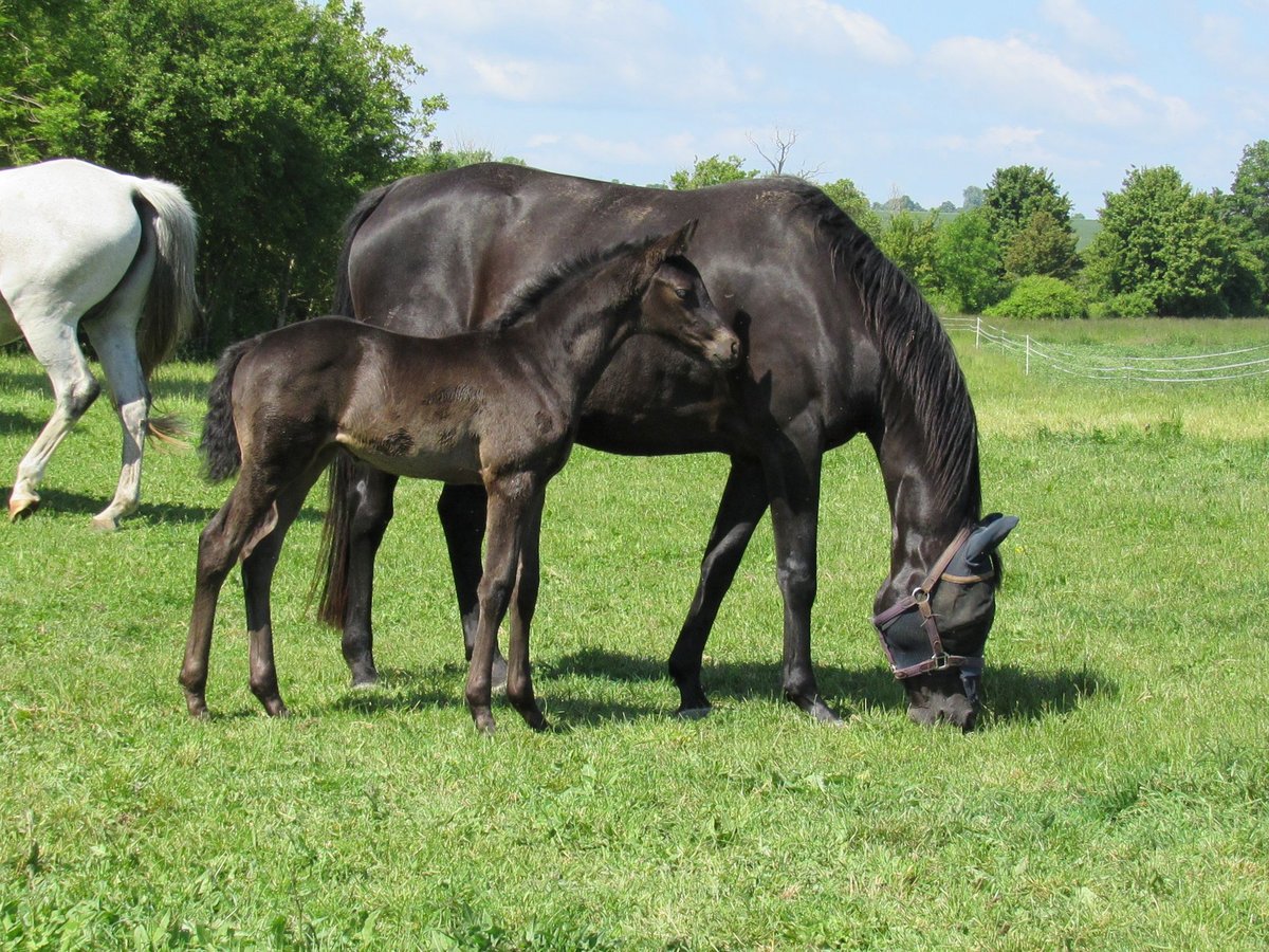 Caballo de deporte alemán Semental  170 cm Negro in Querfurt