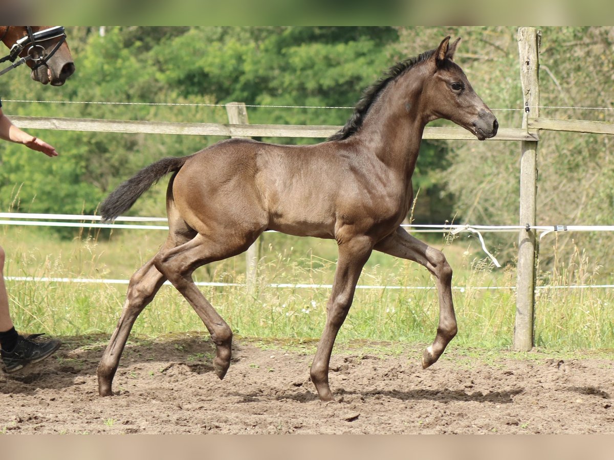 Caballo de deporte alemán Semental Potro (05/2024) 170 cm Negro in Schenkendöbern