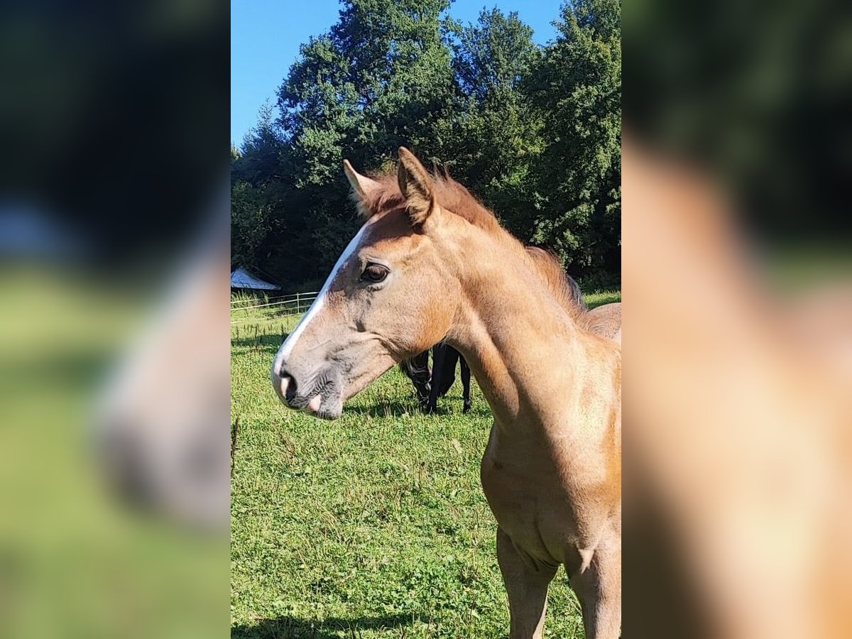 Caballo de deporte alemán Semental Potro (05/2025) 170 cm Tordo in Lahr/Schwarzwald