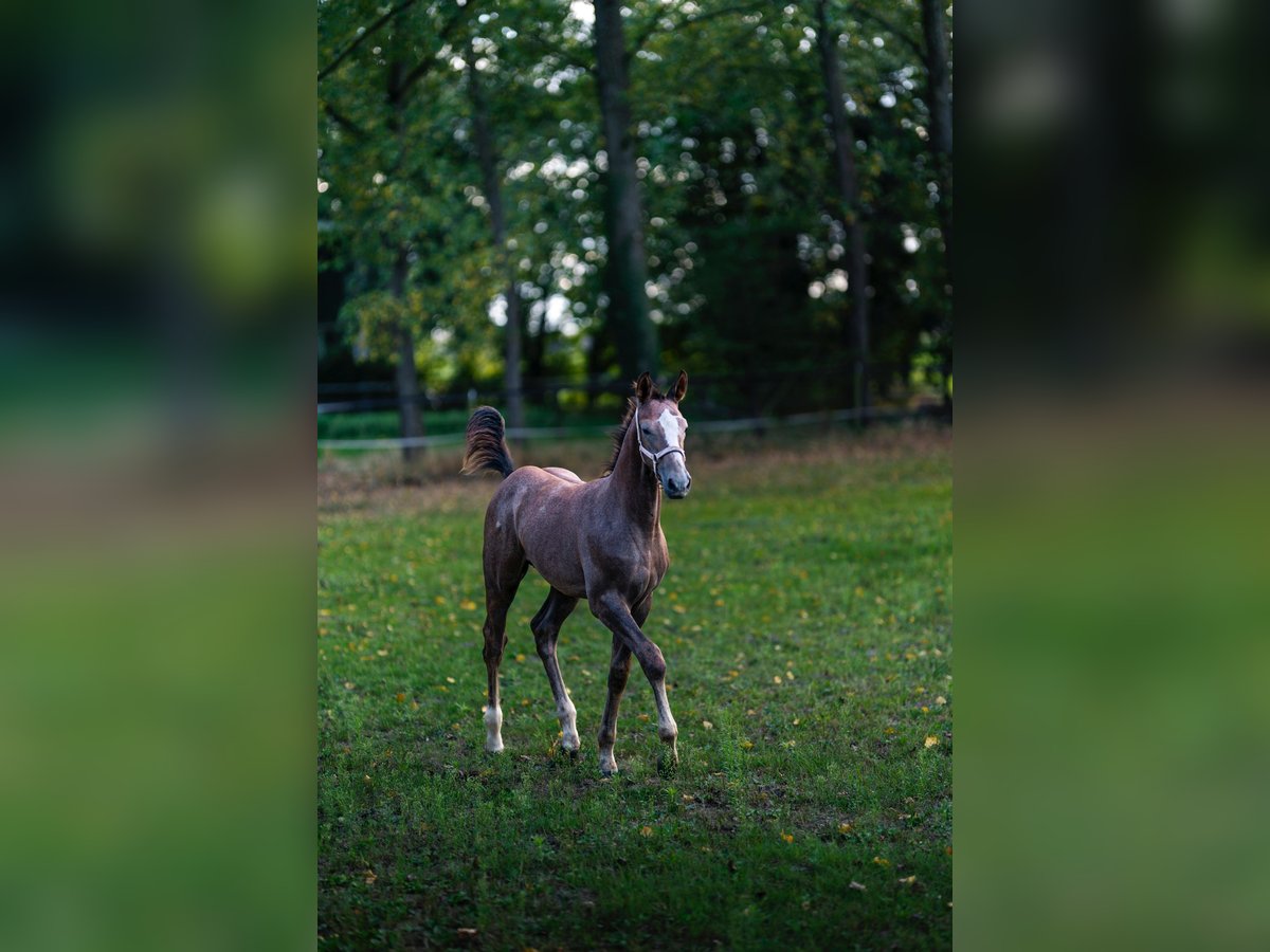 Caballo de deporte alemán Semental Potro (06/2024) 171 cm Musgo in Mönchengladbach