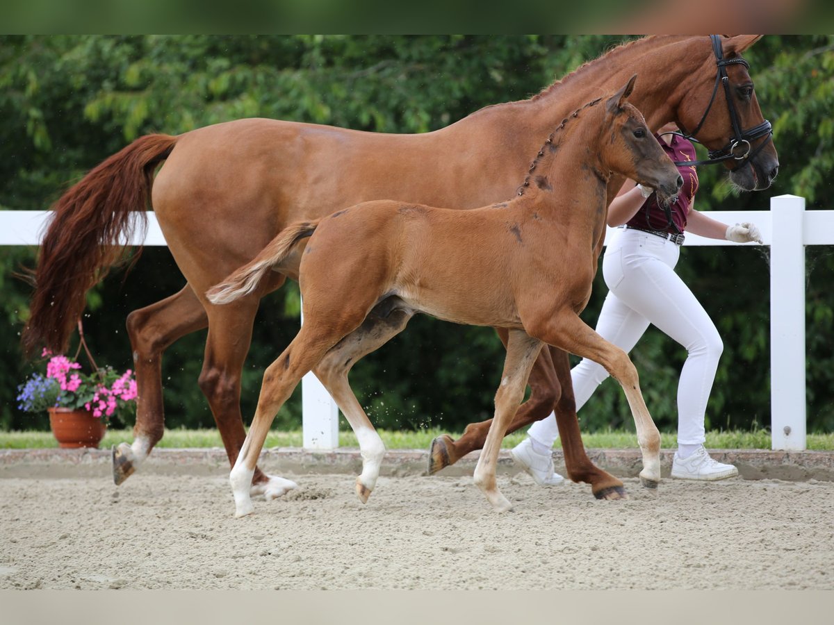 Caballo de deporte alemán Semental Potro (04/2024) 172 cm Alazán-tostado in Bad Tabarz