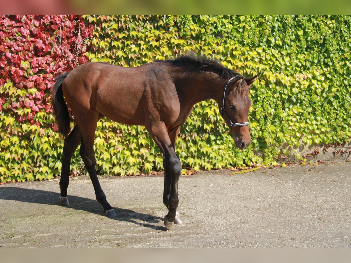 Caballo de deporte alemán Semental Potro (05/2024) 172 cm Castaño in Neckargemünd