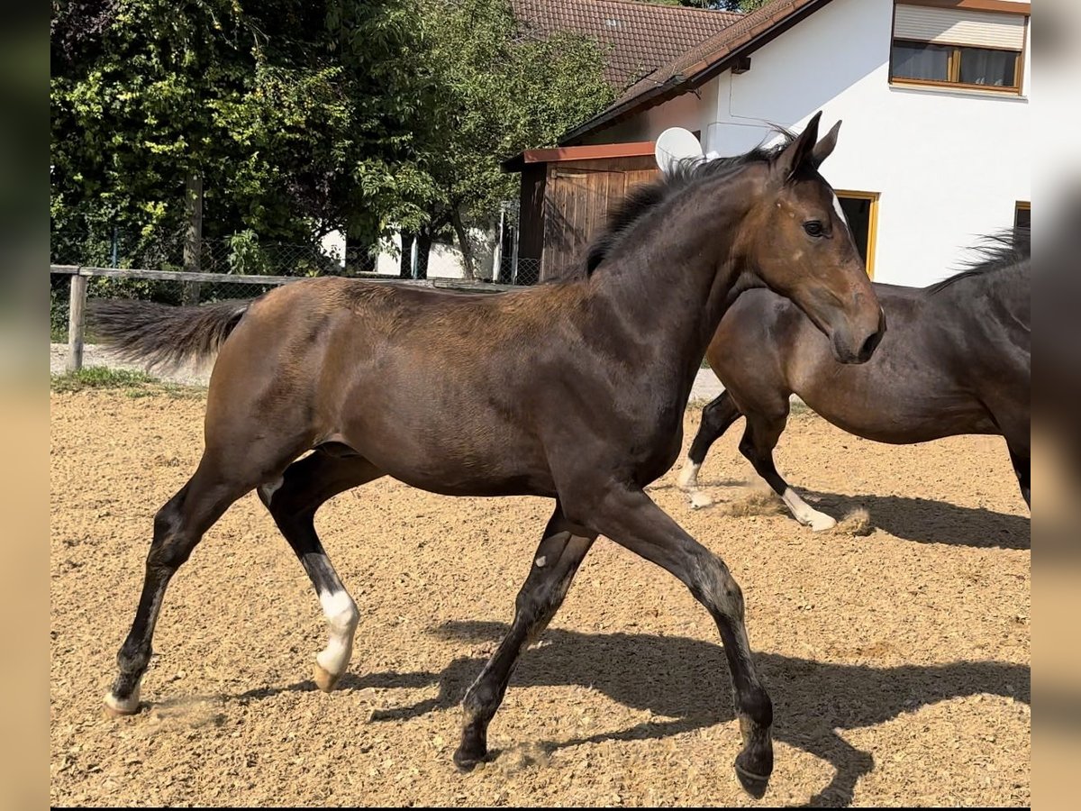 Caballo de deporte alemán Semental Potro (05/2024) 172 cm Castaño oscuro in HallbergmoosHallbergmoos