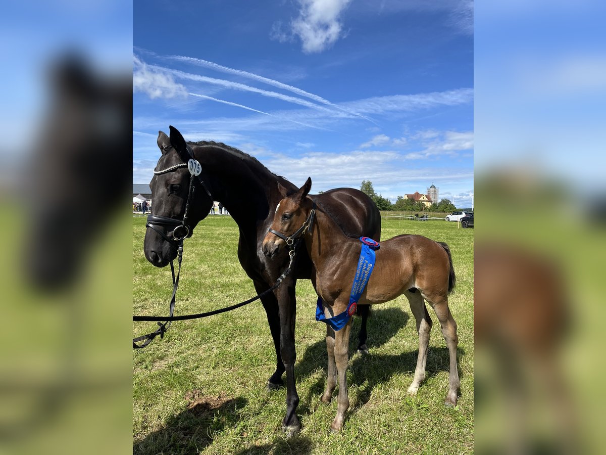 Caballo de deporte alemán Semental  175 cm Morcillo in Ellwangen (Jagst)