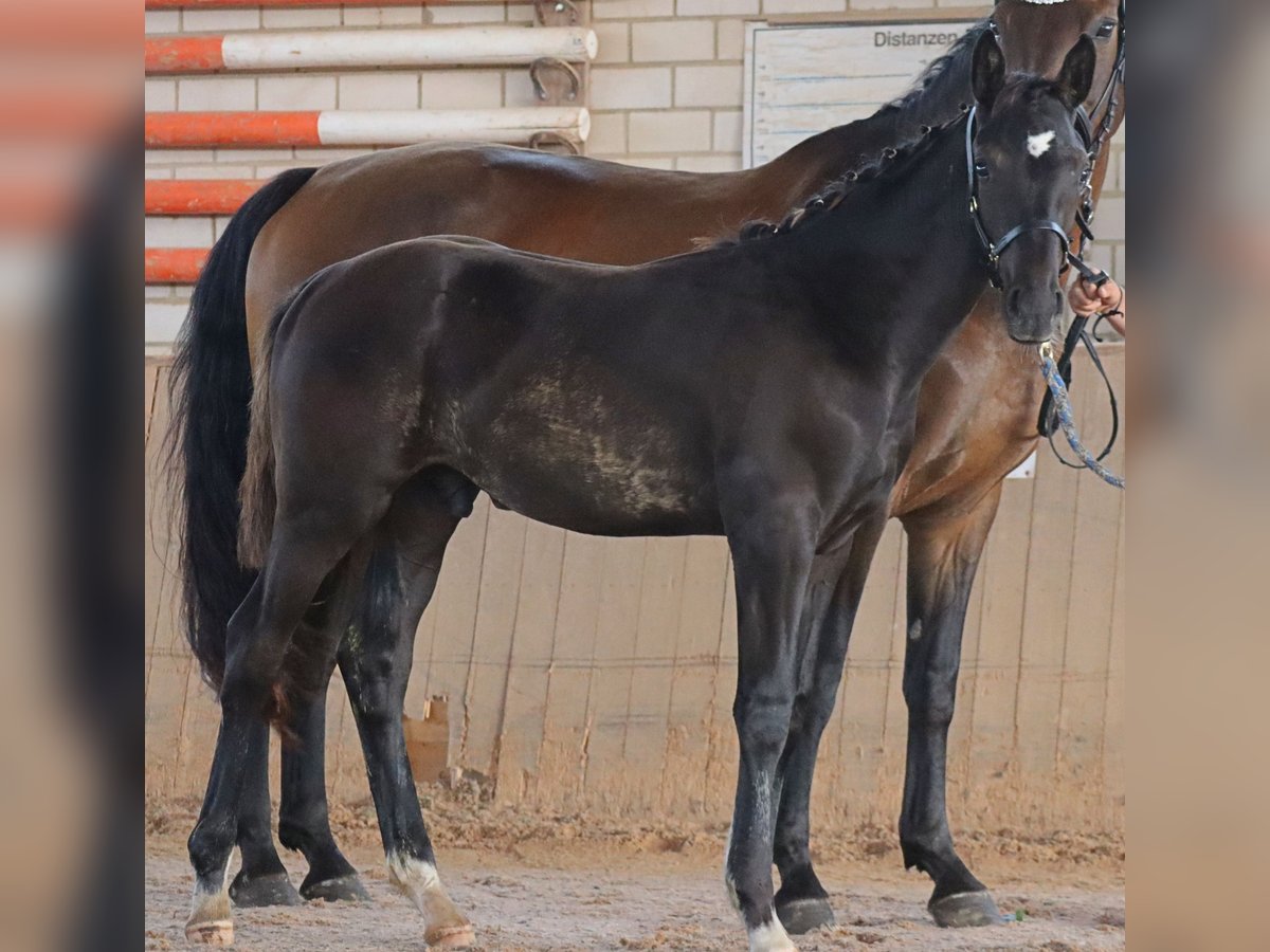 Caballo de deporte alemán Semental Potro (04/2024) 175 cm Negro in Stadelhofen