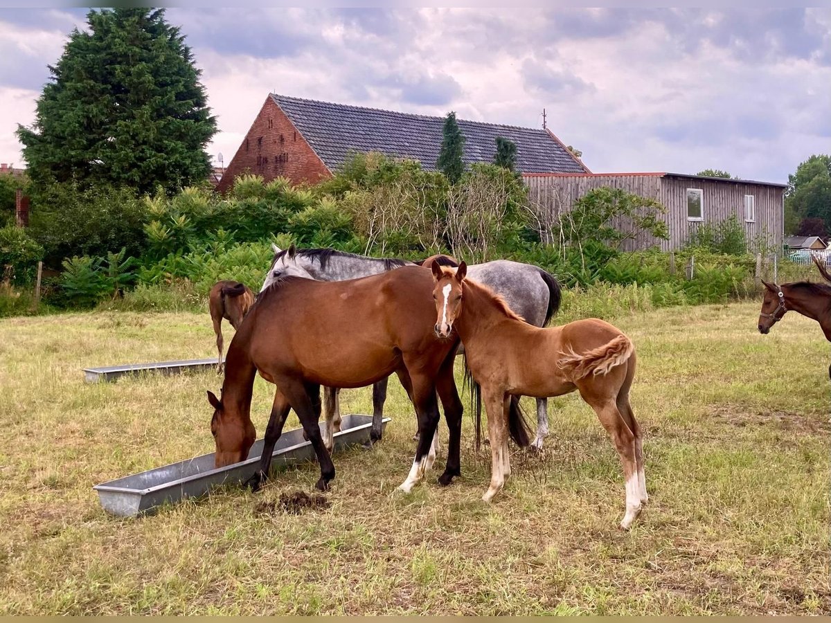 Caballo de deporte alemán Semental Potro (05/2024) Alazán in Rhinow