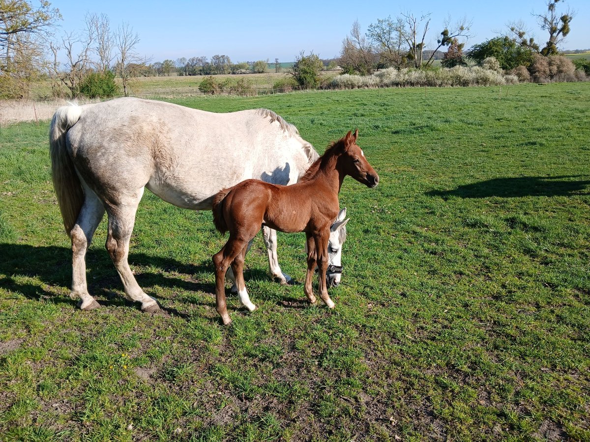 Caballo de deporte alemán Semental  Alazán in Hohenlochau