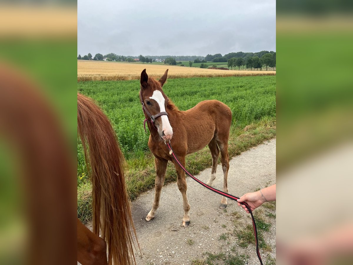 Caballo de deporte alemán Semental  Alazán in Haarbach
