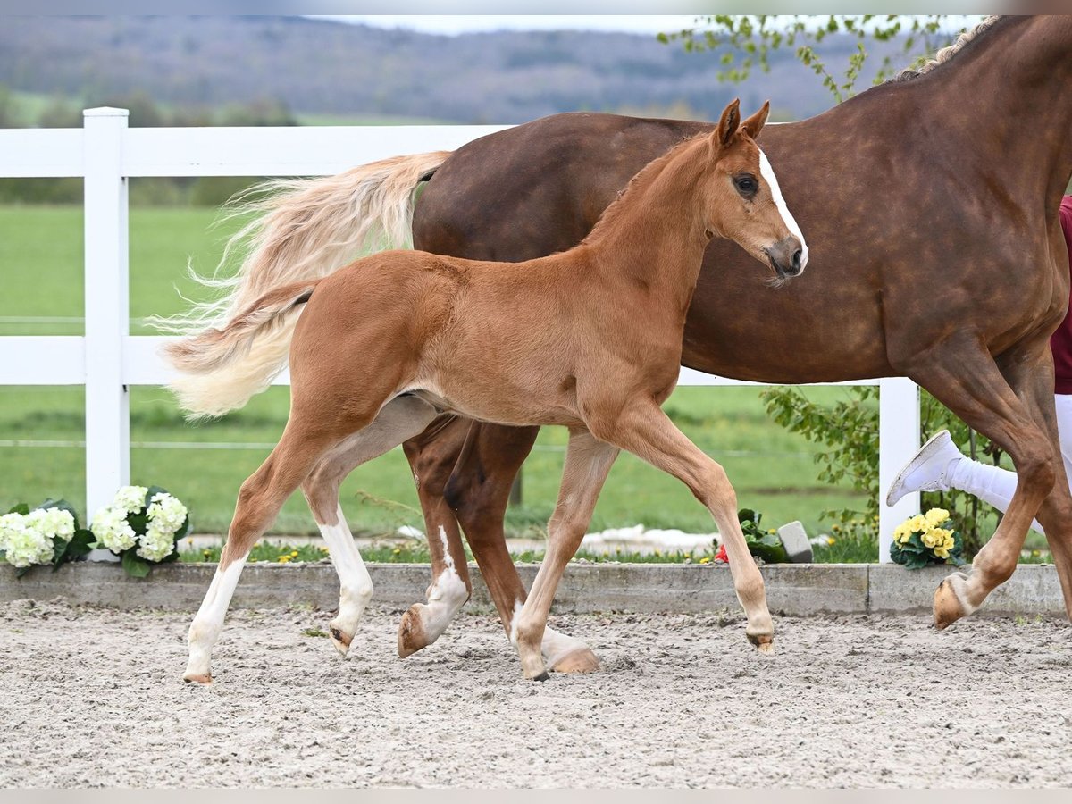 Caballo de deporte alemán Semental Potro (03/2024) Alazán in Fronhofen