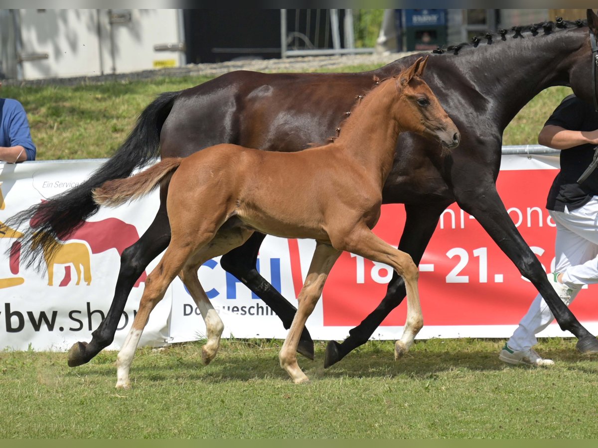 Caballo de deporte alemán Semental Potro (05/2025) Alazán in Gomadingen
