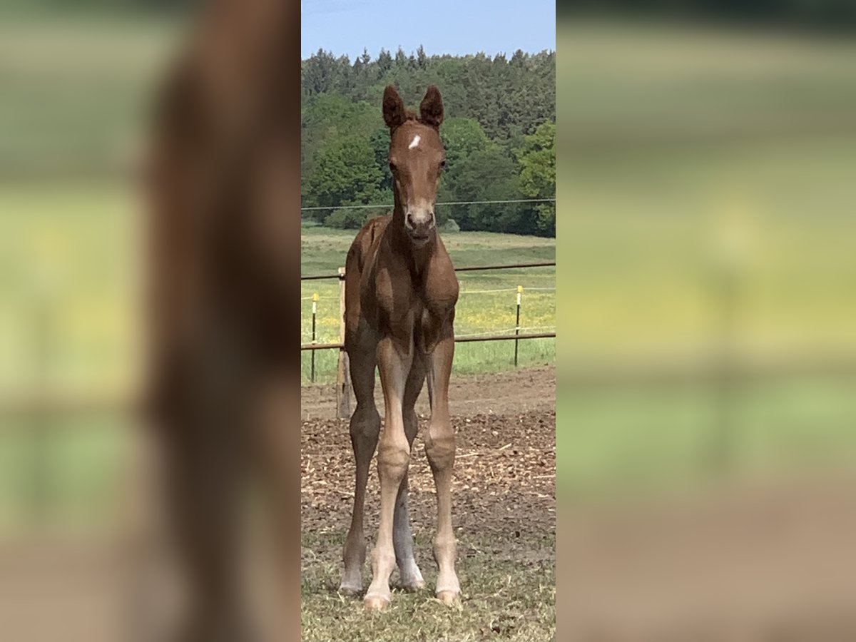 Caballo de deporte alemán Semental  Alazán in Malchow