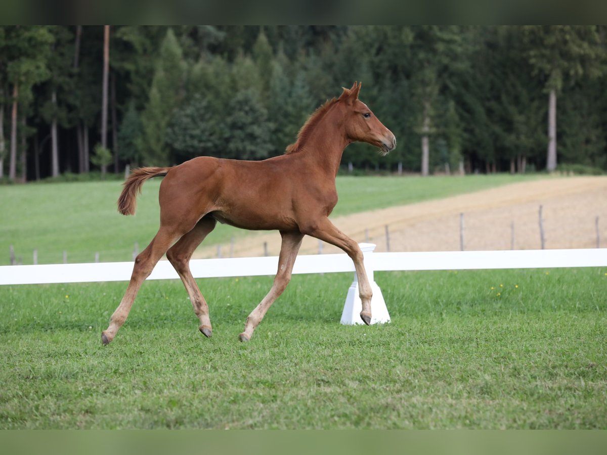 Caballo de deporte alemán Semental Potro (04/2024) Alazán in Postmünster