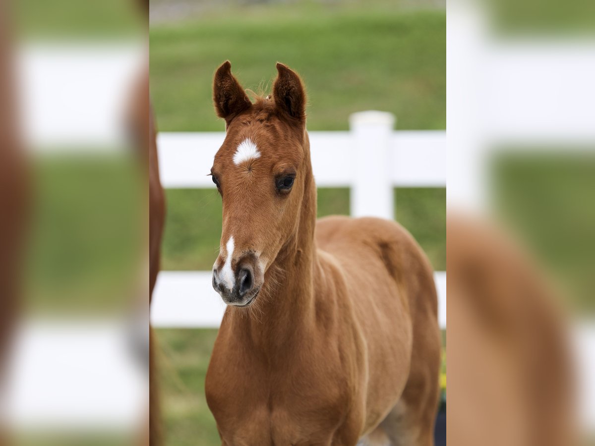 Caballo de deporte alemán Semental Potro (05/2025) Alazán in Rot an der Rot