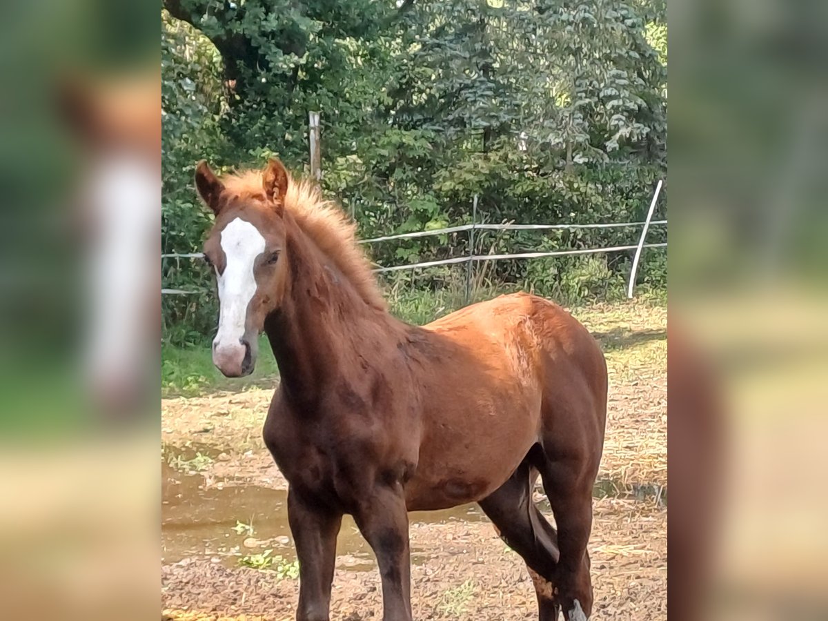 Caballo de deporte alemán Semental Potro (05/2025) Alazán in Ringelsdorf