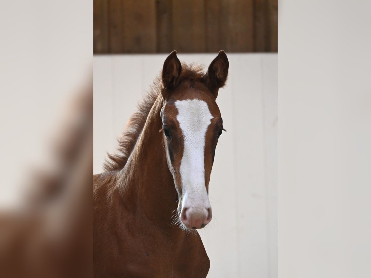 Caballo de deporte alemán Semental Potro (06/2025) Alazán in Gomadingen