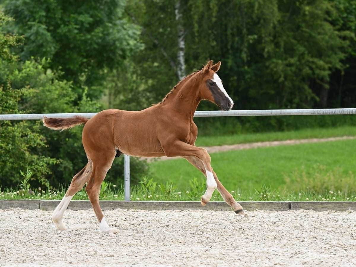 Caballo de deporte alemán Semental Potro (04/2024) Alazán-tostado in Düsseldorf