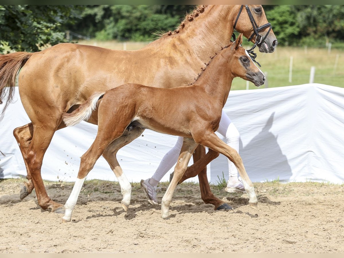 Caballo de deporte alemán Semental Potro (05/2024) Alazán-tostado in Fronhofen