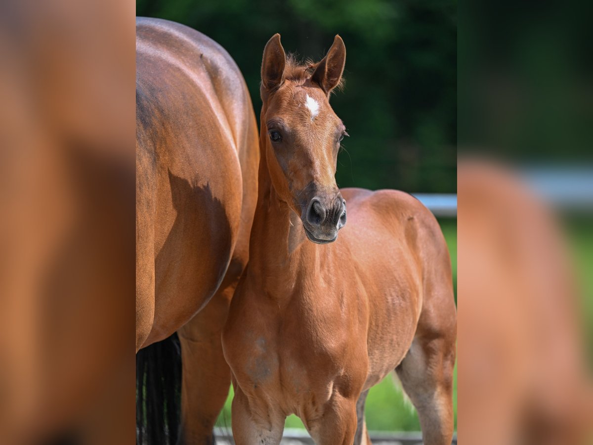 Caballo de deporte alemán Semental  Alazán-tostado in Castell