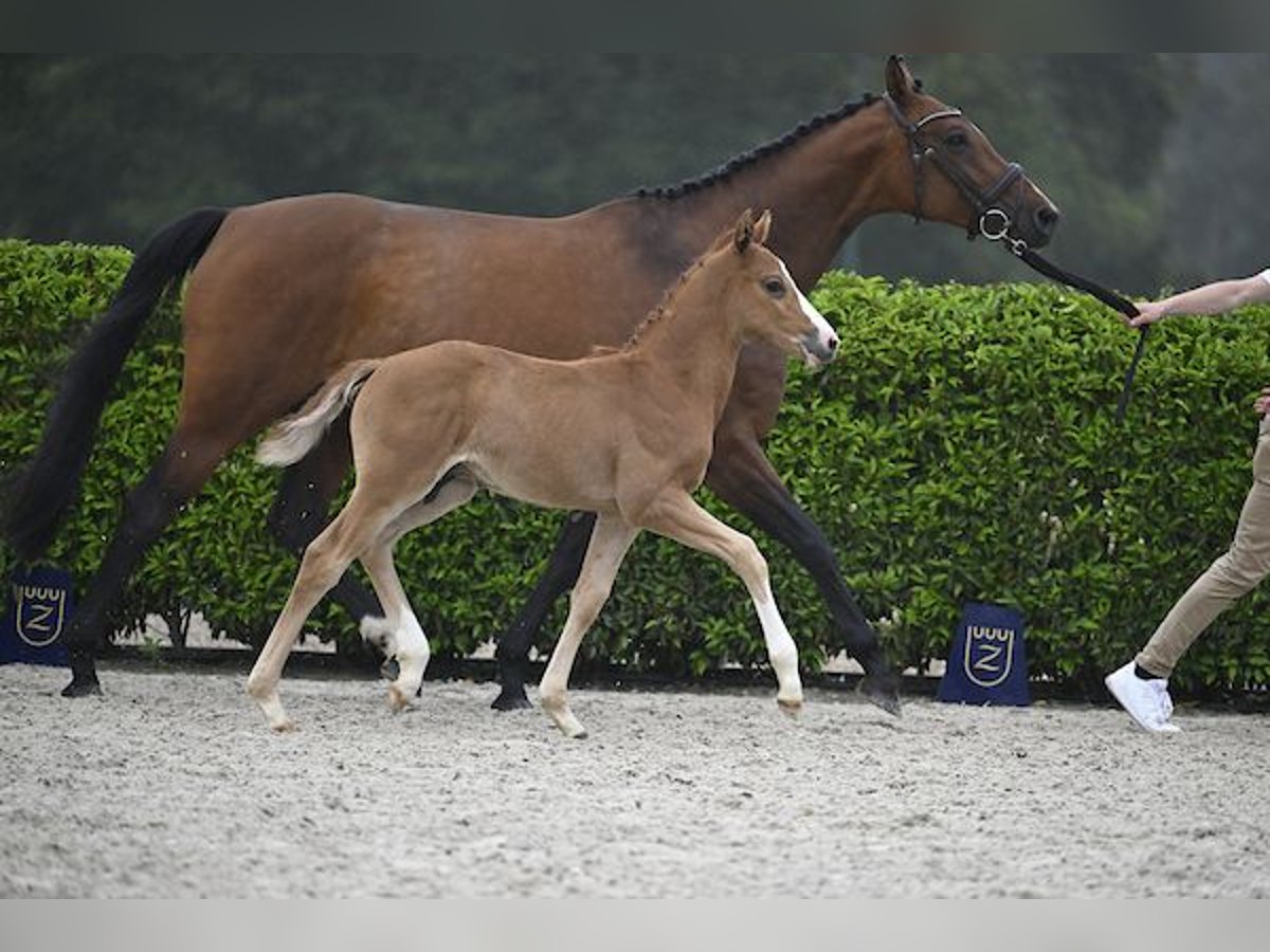 Caballo de deporte alemán Semental Potro (04/2024) Alazán-tostado in Wipperfürth