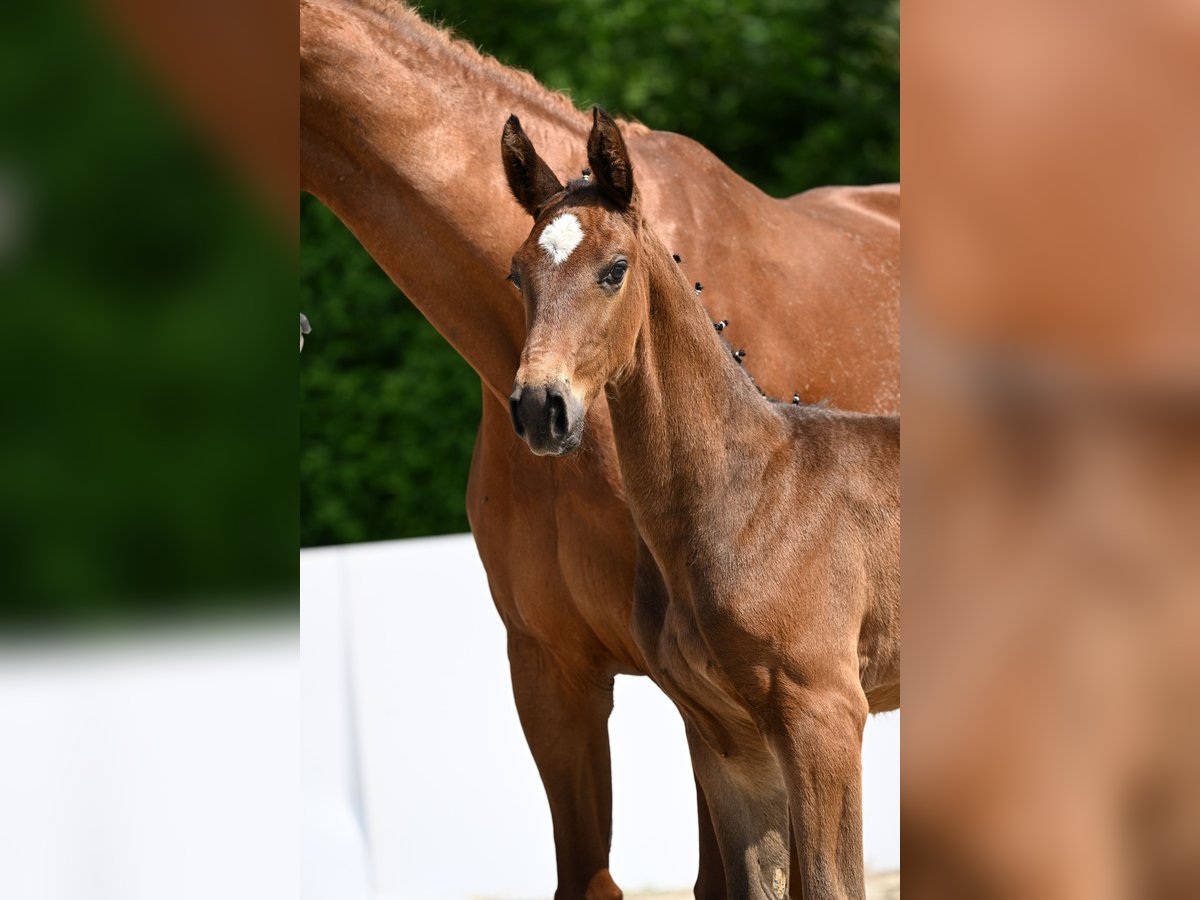 Caballo de deporte alemán Semental Potro (04/2025) in Aalen