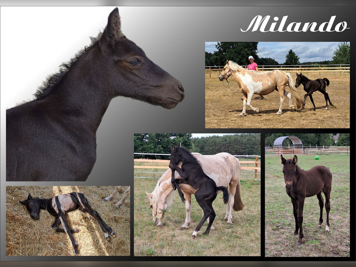 Caballo de deporte alemán Mestizo Semental Potro (05/2025) in Klein Schulzenforf