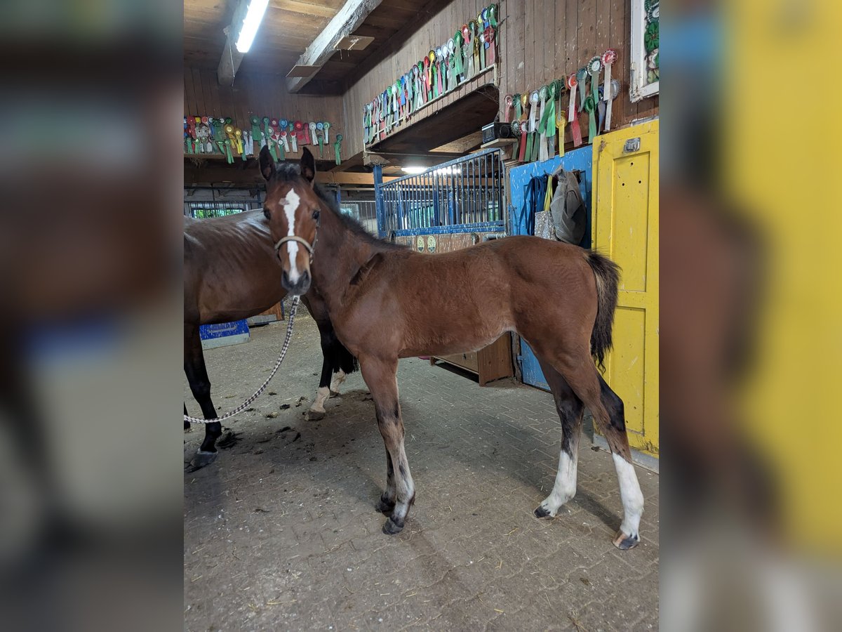 Caballo de deporte alemán Semental Potro (04/2025) in Aalen