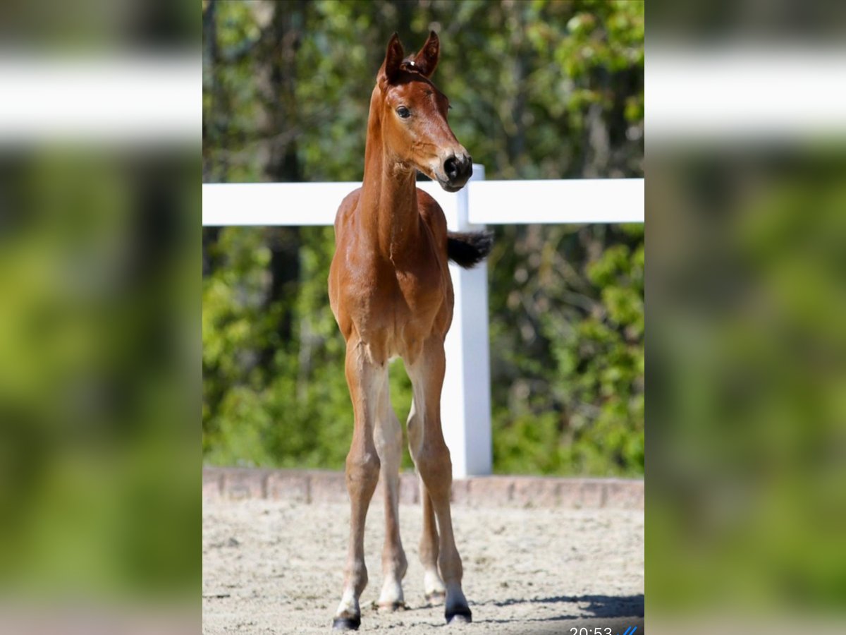 Caballo de deporte alemán Semental Potro (01/2024) in Steinbach-Hallenberg