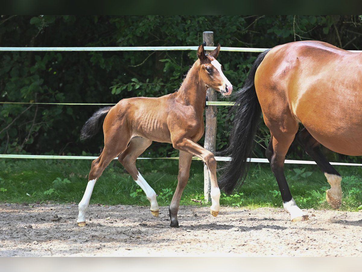 Caballo de deporte alemán Semental Potro (07/2024) Castaño in Niederstetten