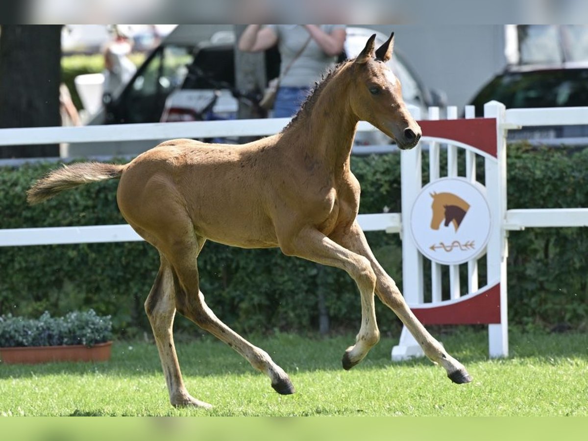 Caballo de deporte alemán Semental Potro (05/2025) Castaño in Kalbe