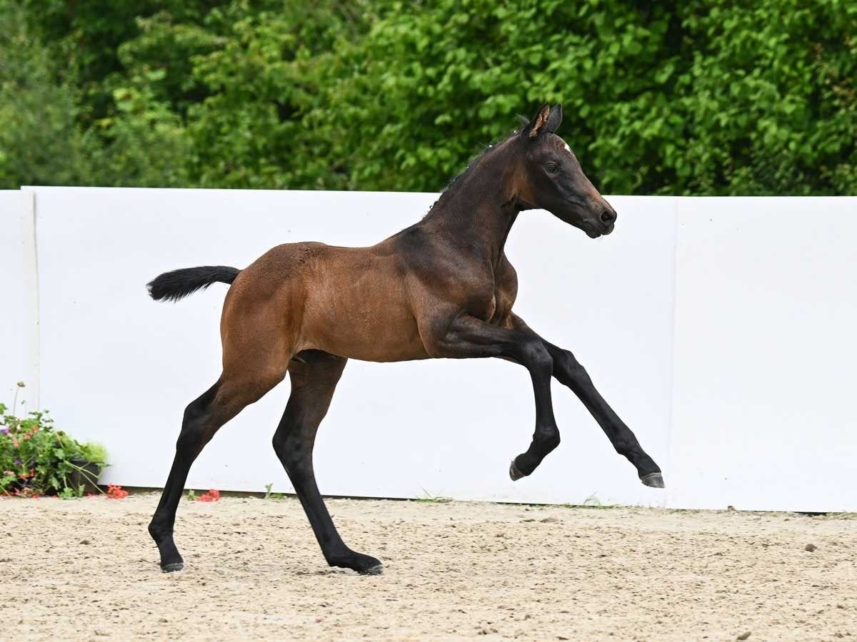 Caballo de deporte alemán Semental Potro (05/2024) Castaño oscuro in Aalen